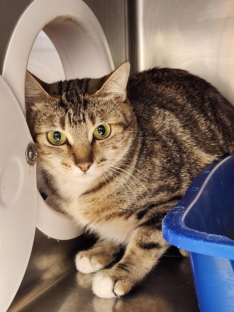 Silvia, Adoptable, Adult Female Domestic Short Hair.