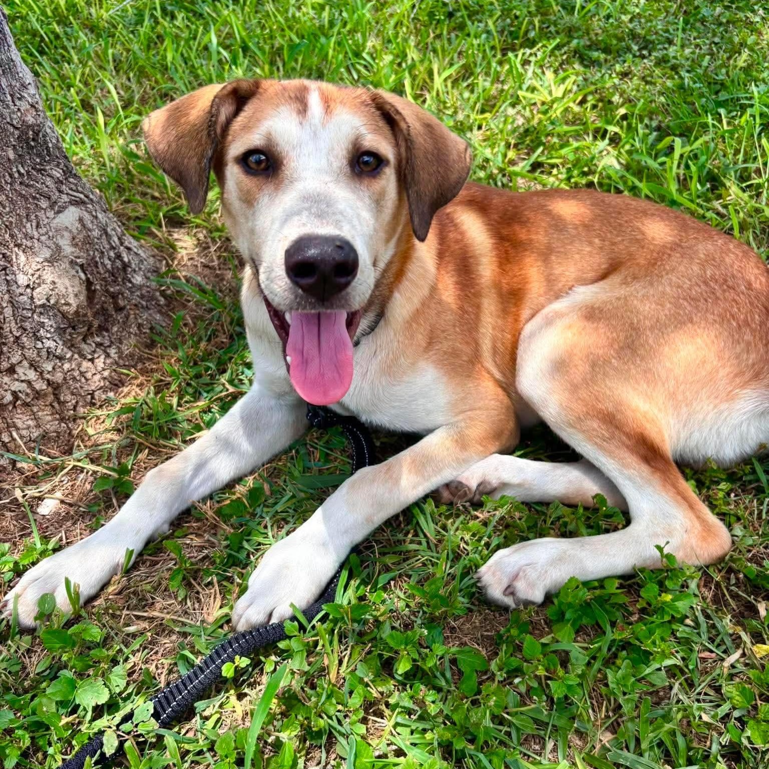 Luke, Adoptable, Young Male Hound & Beagle.