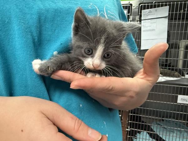 Enlarge Quesada, a Adoptable mixed breed in Salisbury, MD image 1/1