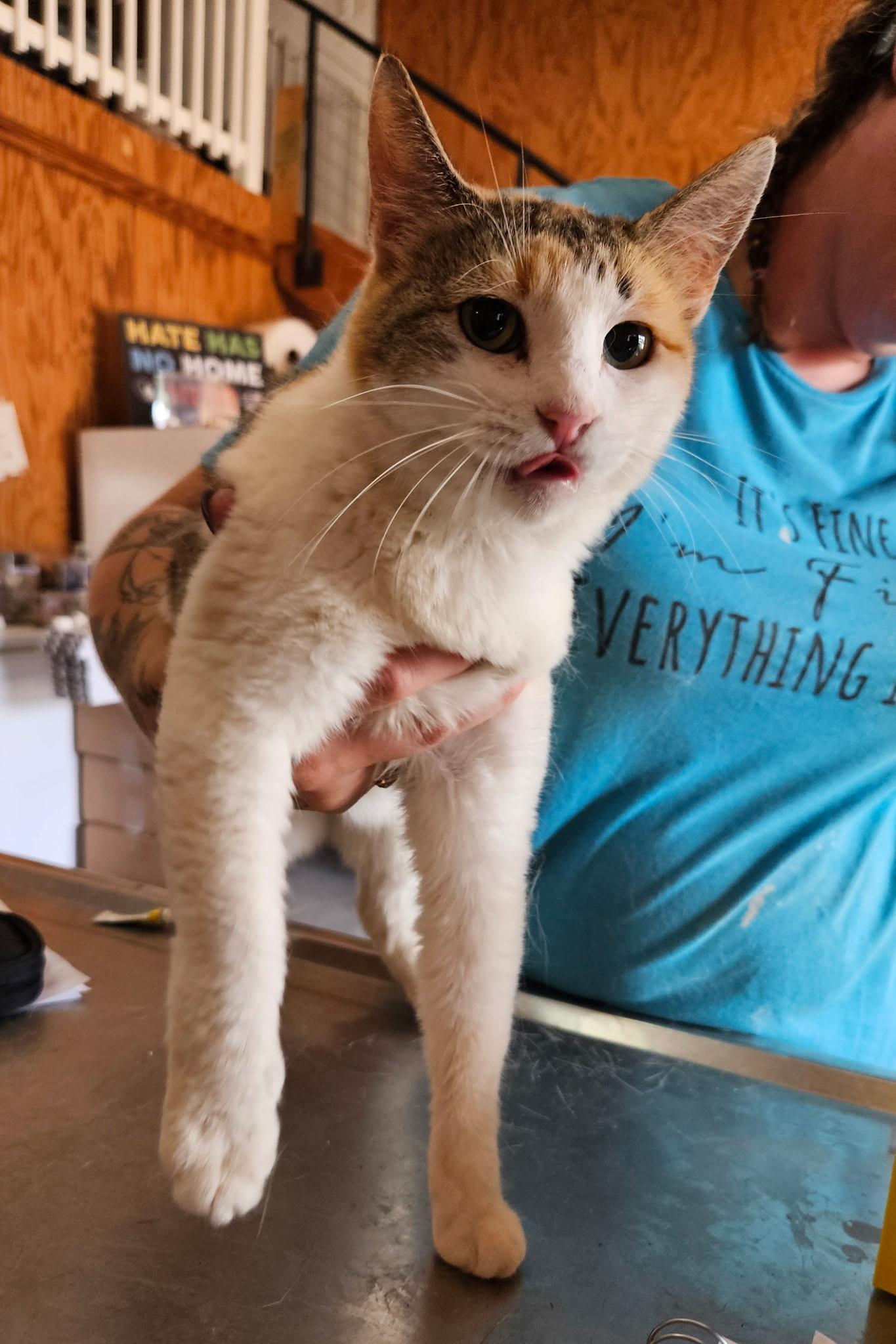 Dorothy, Adult Female unknown