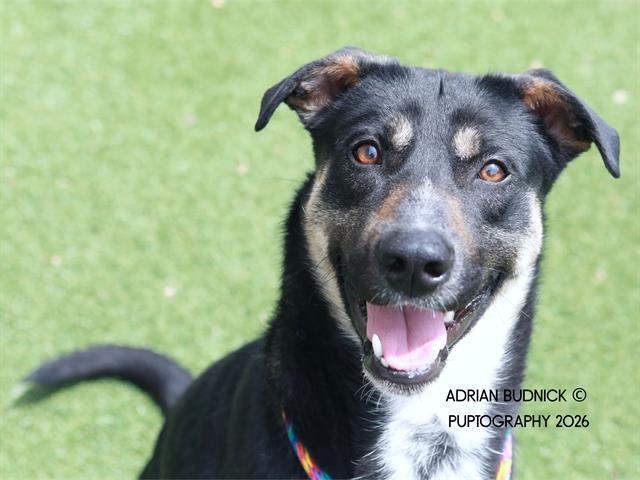 Venusaur, a ADOPTABLE mixed breed in Nashville, TN image 1/2