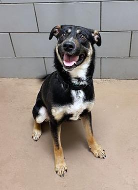 Venusaur, a ADOPTABLE mixed breed in Nashville, TN image 2/2