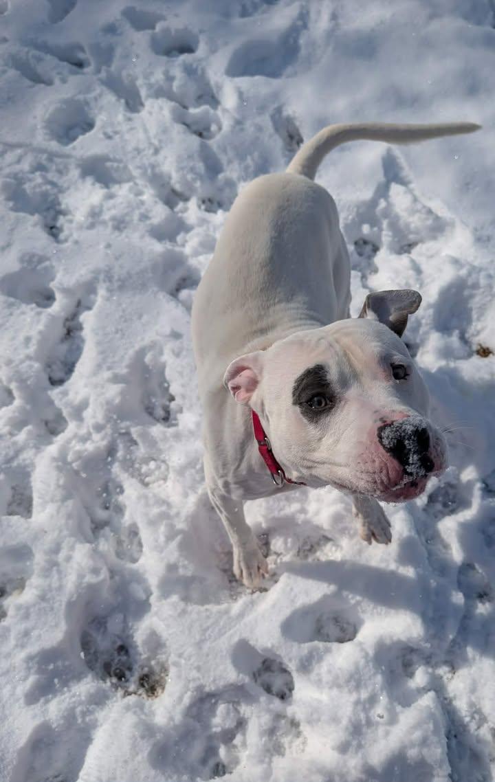 Enlarge Petey, an adopted mixed breed in Colonial Heights, VA image 4/4