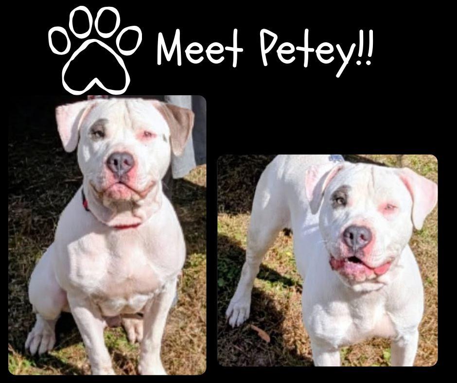 Petey, adopted, Young Male Pit Bull Terrier.