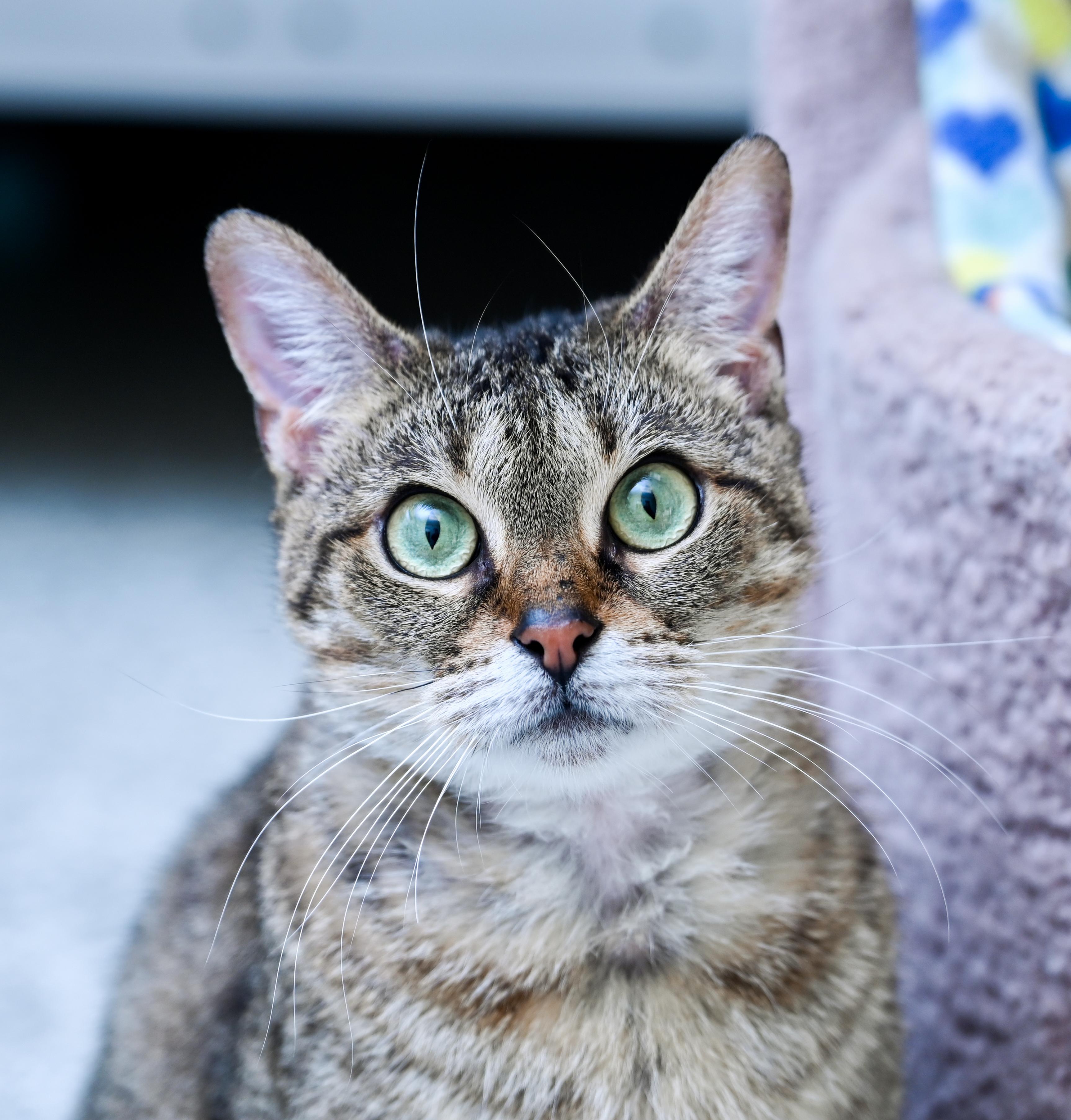 Auntie Em, a ADOPTABLE mixed breed in Chattanooga, TN image 3/6