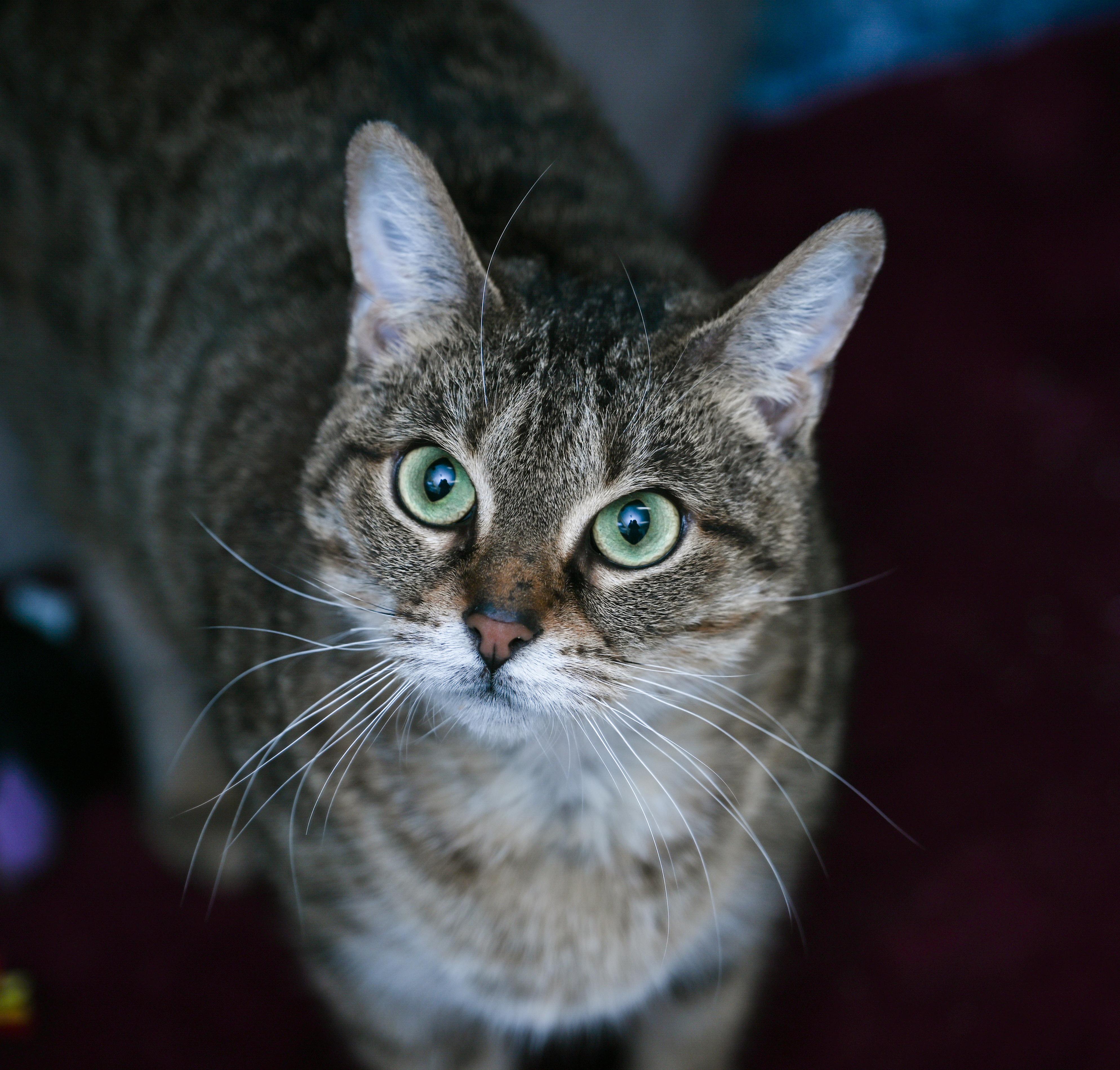 Auntie Em, a ADOPTABLE mixed breed in Chattanooga, TN image 2/6