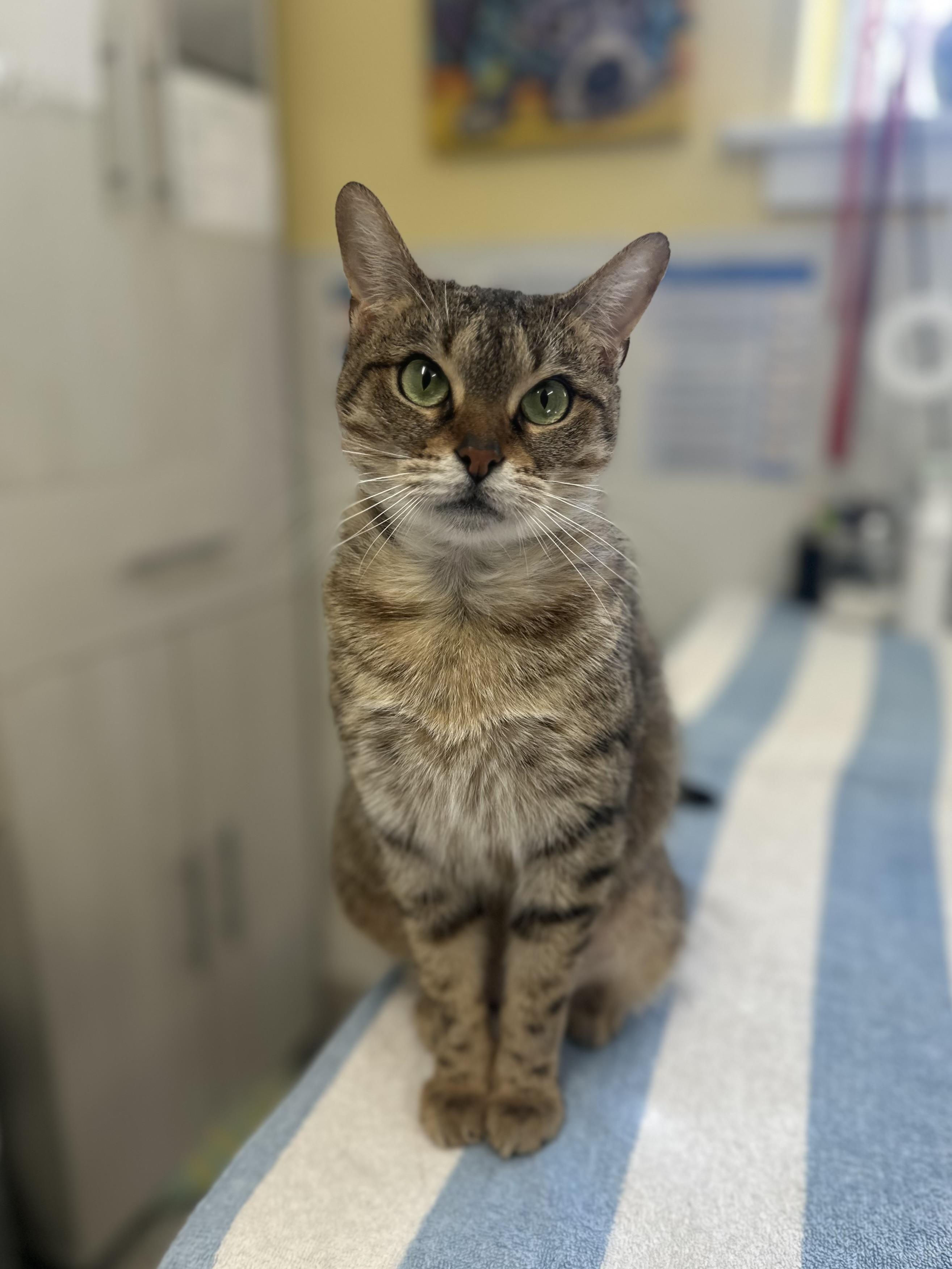 Enlarge Auntie Em, a ADOPTABLE mixed breed in Chattanooga, TN image 6/6