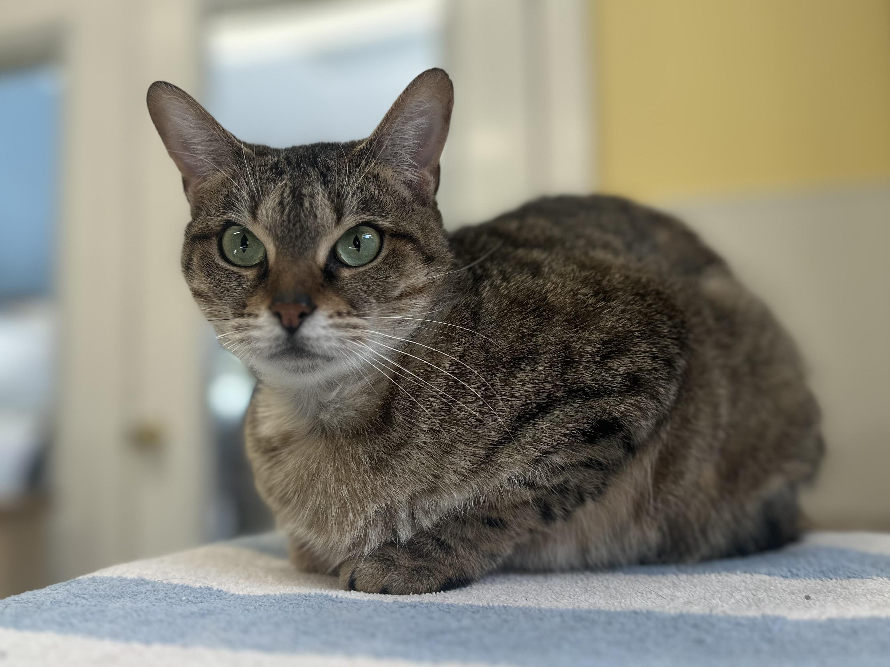 Enlarge Auntie Em, a ADOPTABLE mixed breed in Chattanooga, TN image 4/6