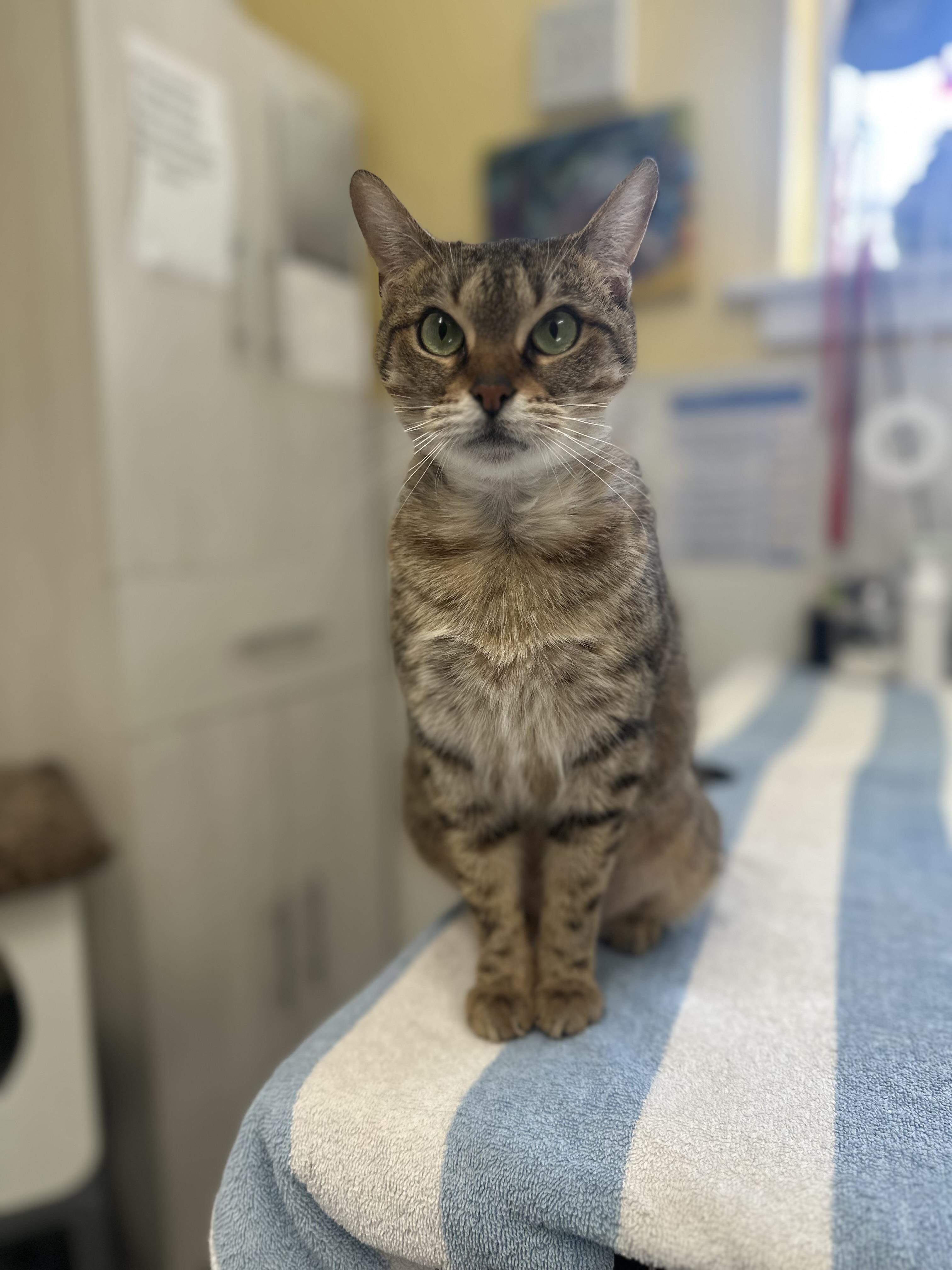 Enlarge Auntie Em, a ADOPTABLE mixed breed in Chattanooga, TN image 5/6