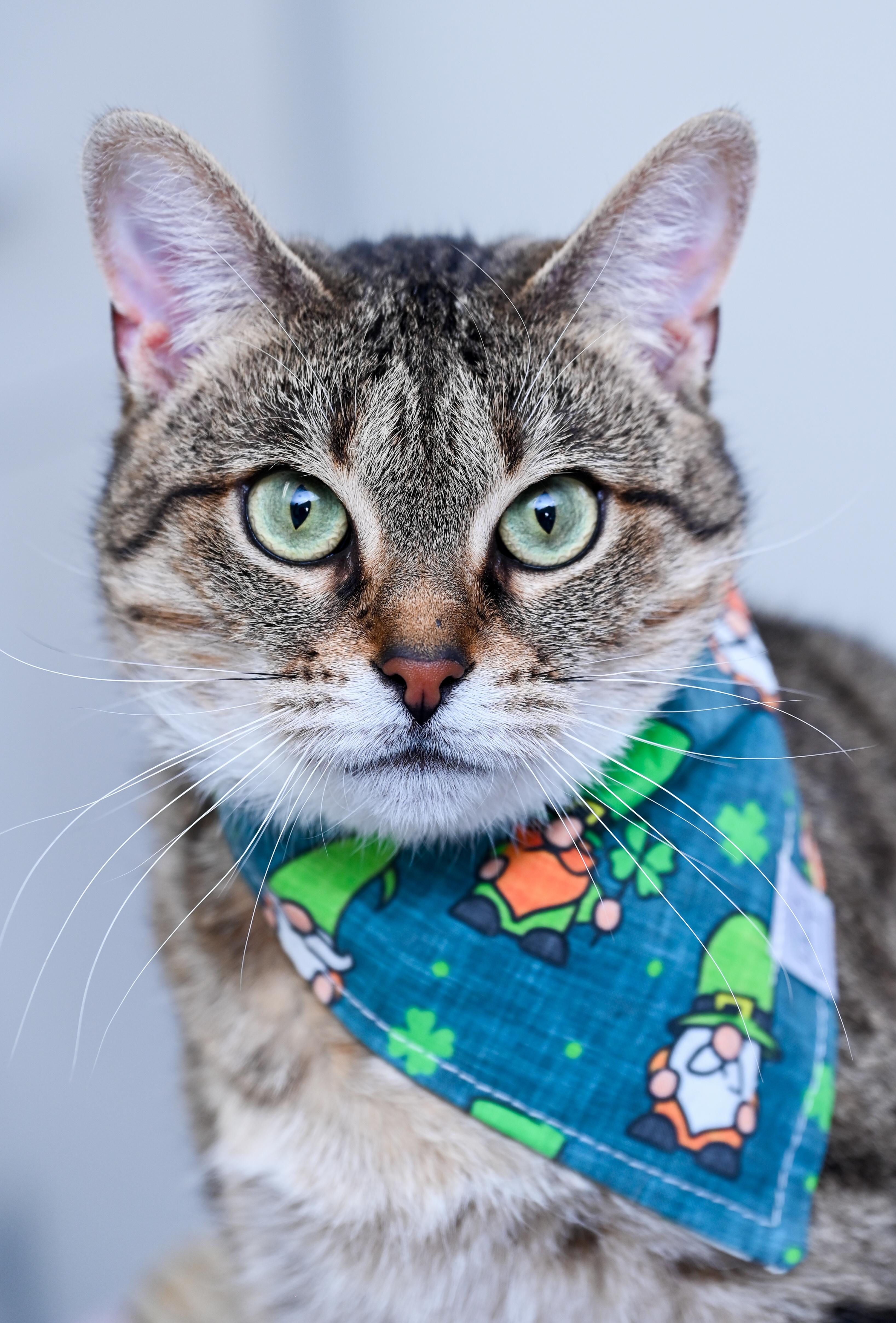 Auntie Em, a ADOPTABLE mixed breed in Chattanooga, TN image 1/6