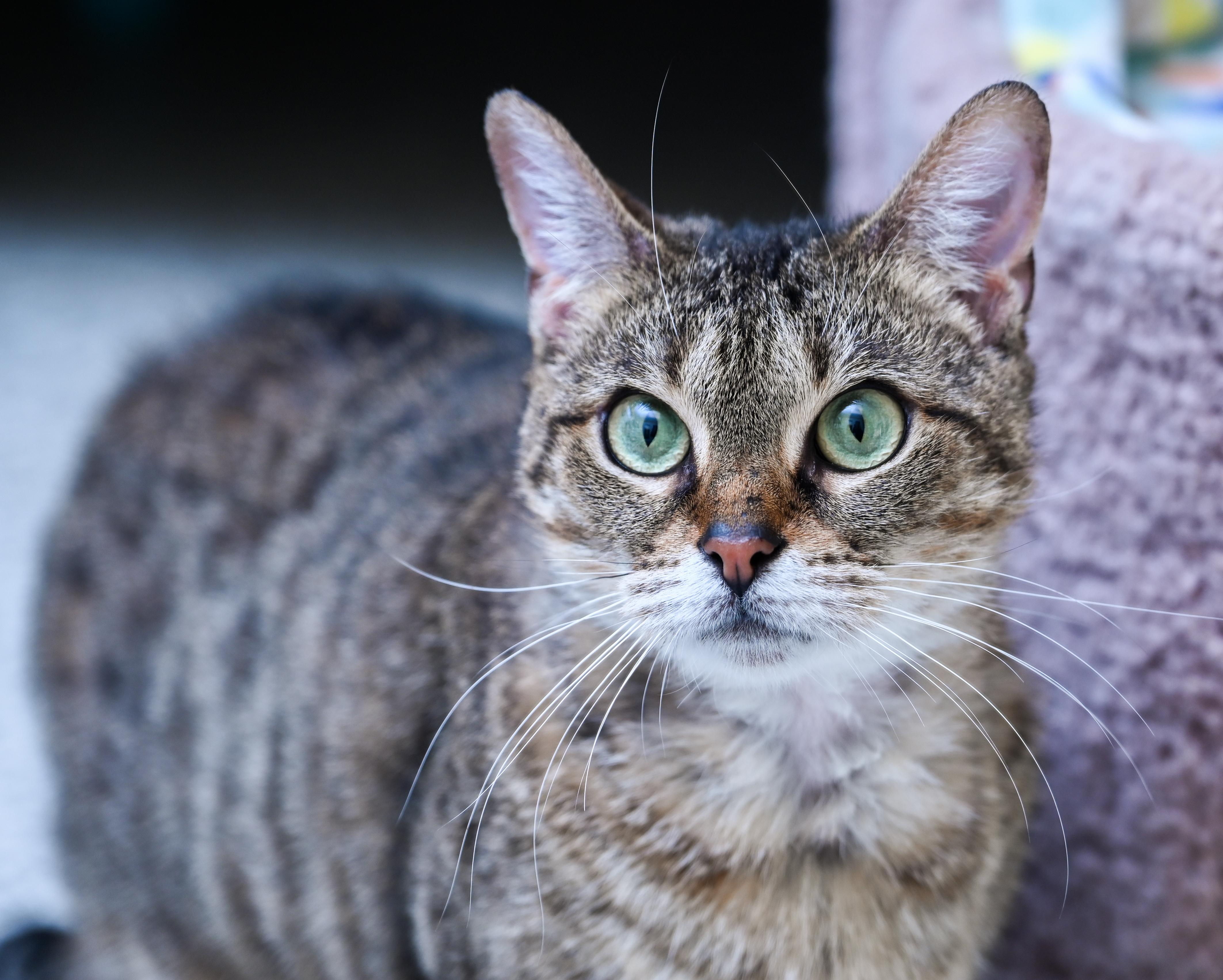 Auntie Em, a ADOPTABLE mixed breed in Chattanooga, TN image 4/6