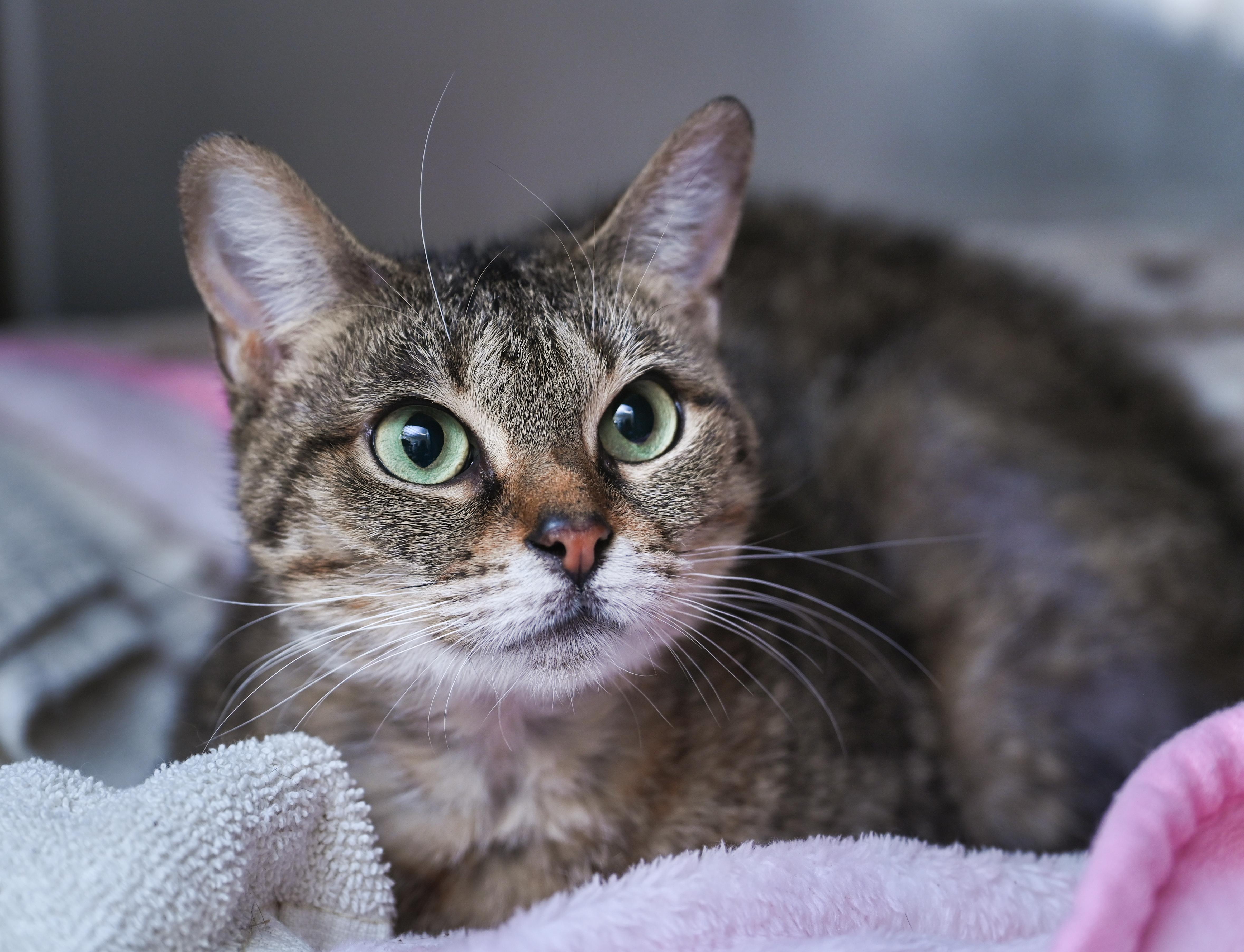 Auntie Em, ADOPTABLE, Adult Female Tabby & Domestic Short Hair.