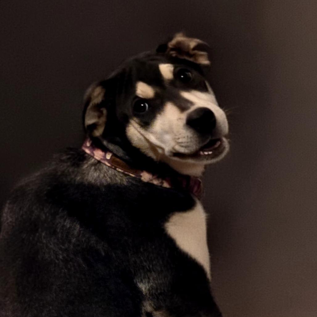 Enlarge Toph, a Adoptable Mixed Breed in Moab, UT image 1/6