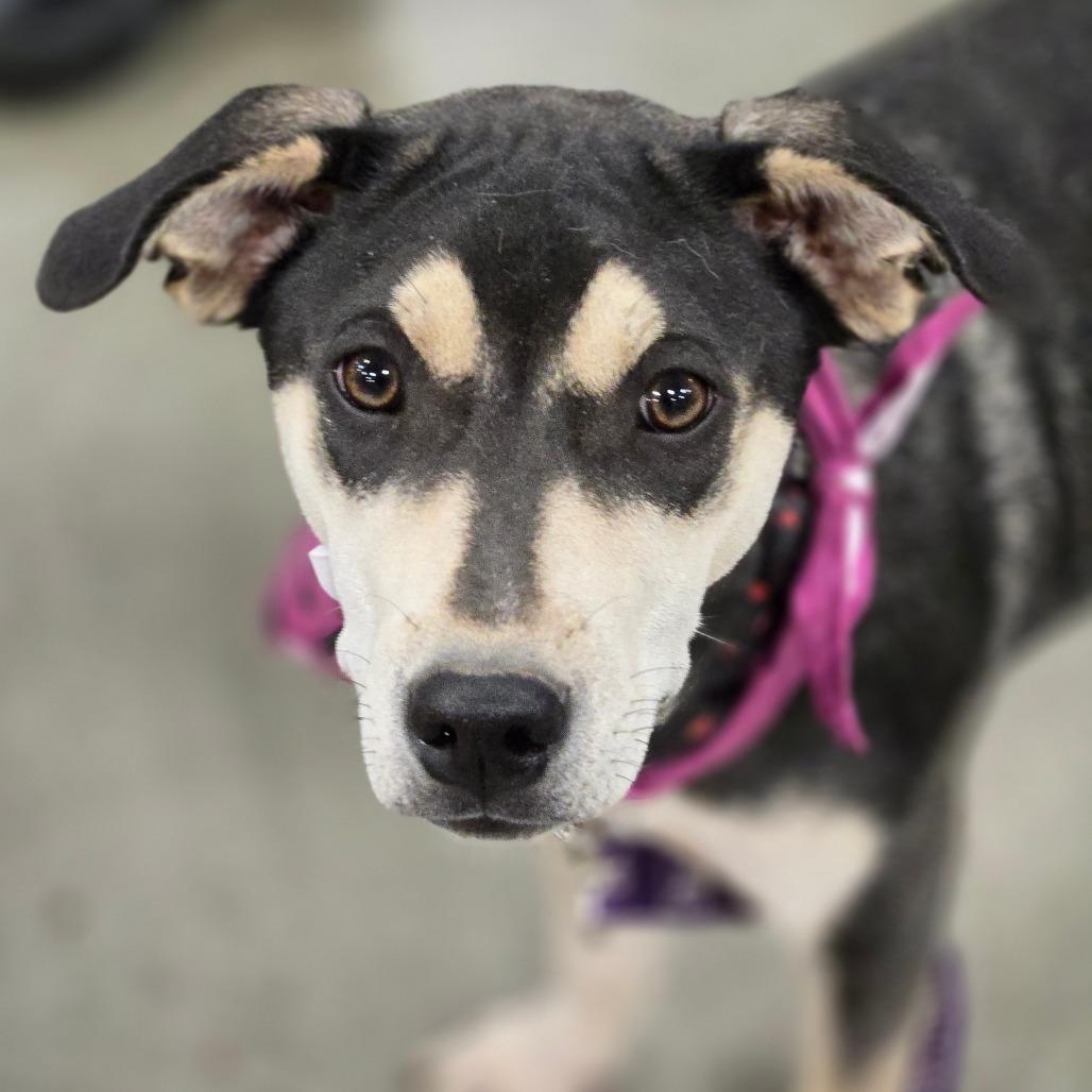 Enlarge Toph, a Adoptable Mixed Breed in Moab, UT image 2/6