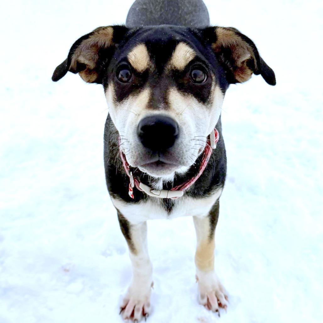 Enlarge Toph, a Adoptable Mixed Breed in Moab, UT image 2/6