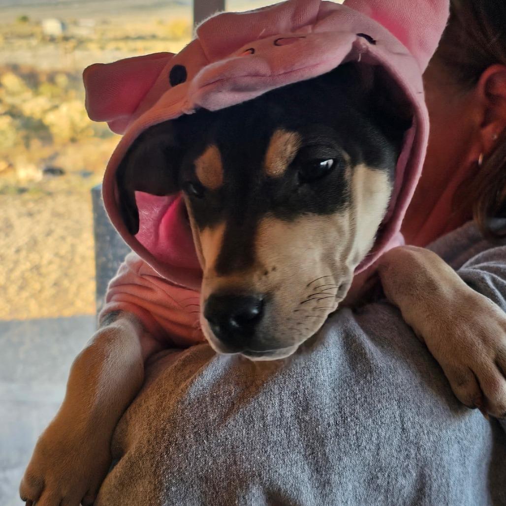 Enlarge Toph, a Adoptable Mixed Breed in Moab, UT image 3/6