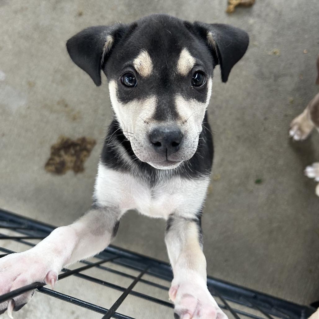 Enlarge Toph, a Adoptable Mixed Breed in Moab, UT image 4/6