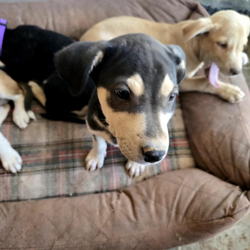 Enlarge Toph, a Adoptable Mixed Breed in Moab, UT image 5/6