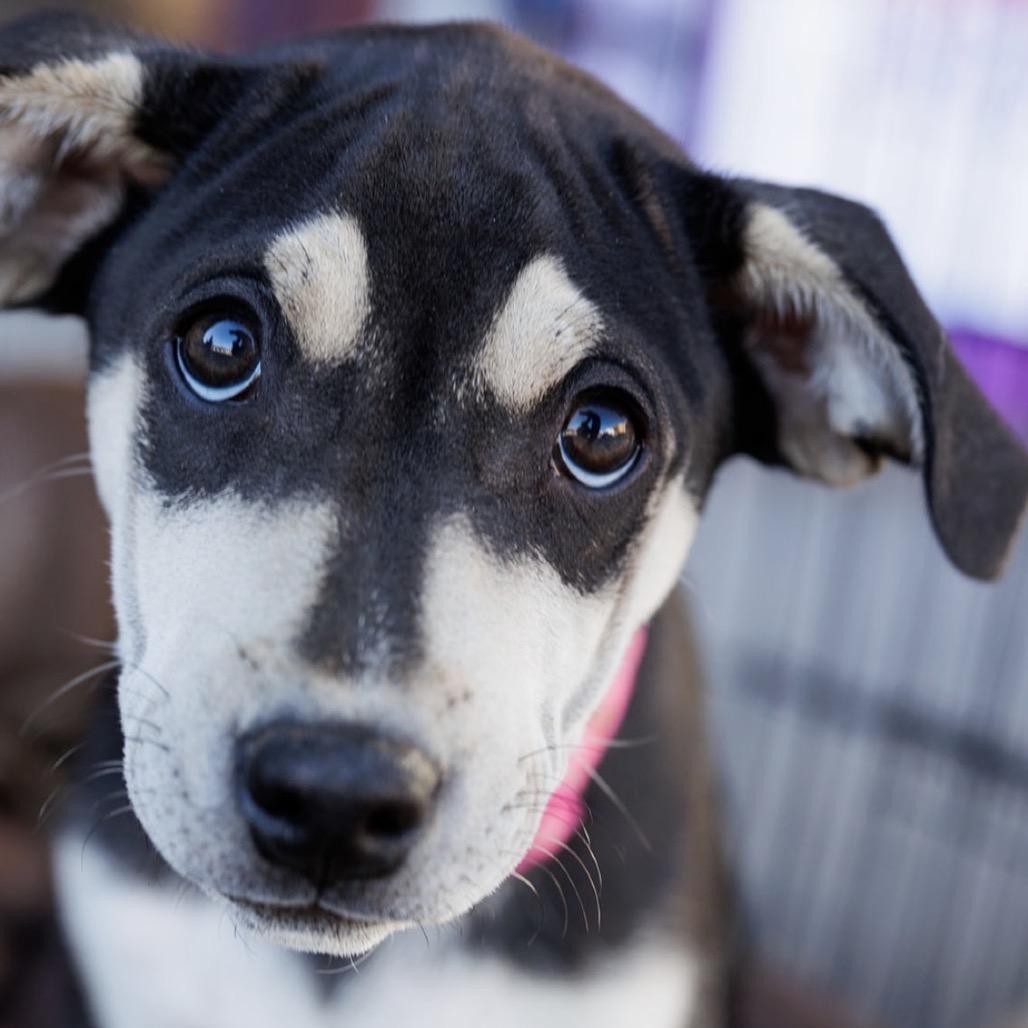 Enlarge Toph, a Adoptable Mixed Breed in Moab, UT image 6/6