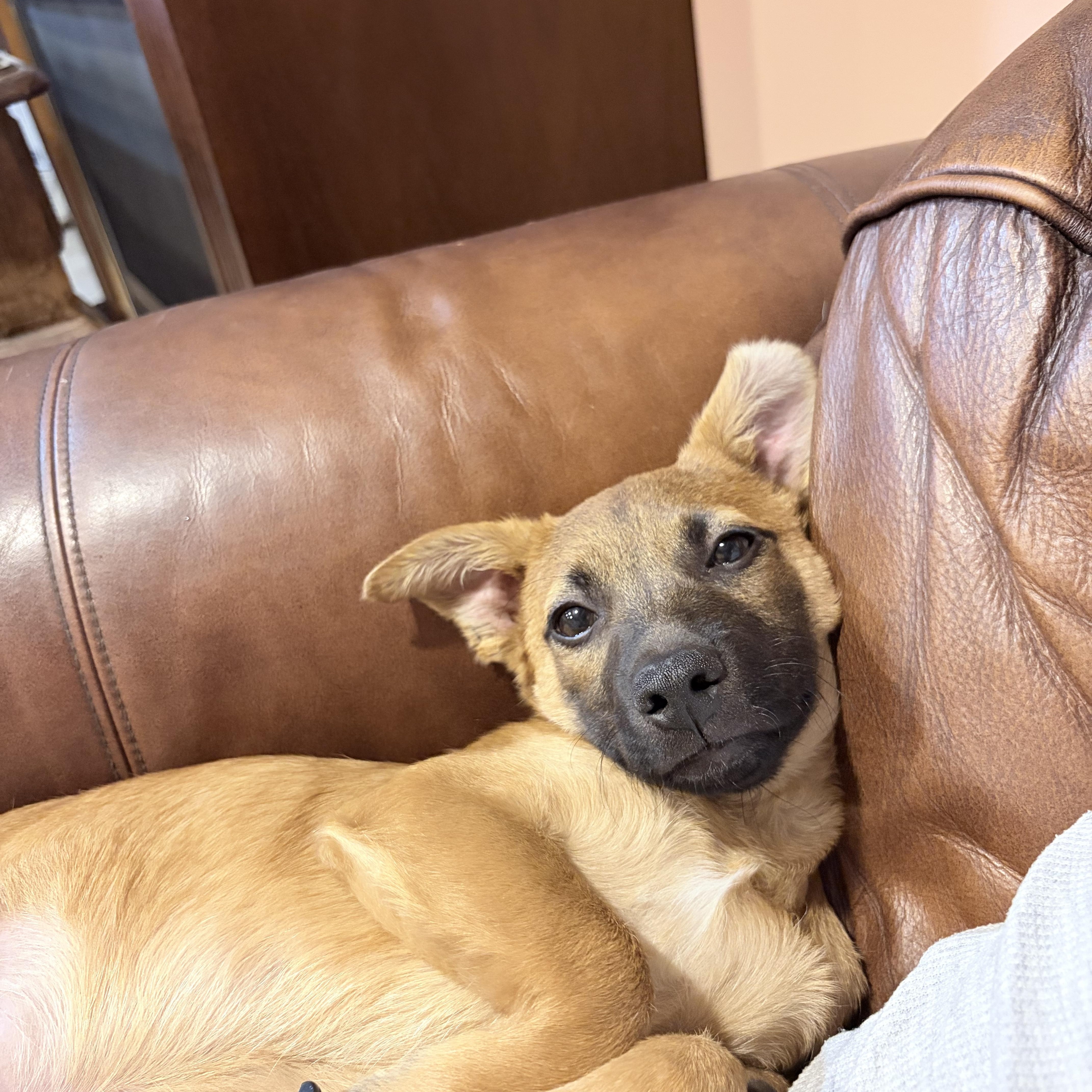 Fez, Adoptable, Puppy Male Chihuahua & Terrier.