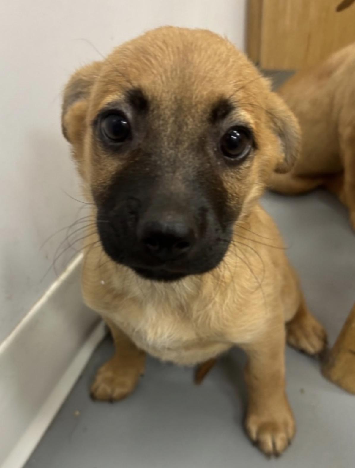 Enlarge Fez, a ADOPTABLE mixed breed in East Brunswick, NJ image 3/3
