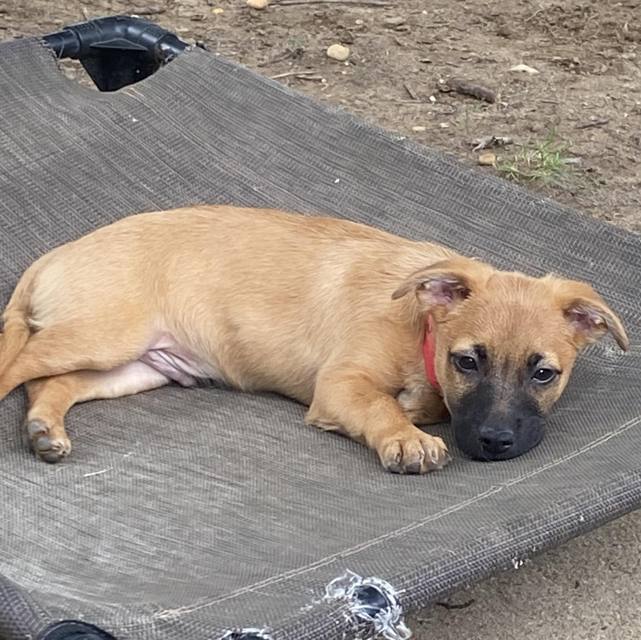 Fez, ADOPTABLE, Puppy Male Chihuahua & Terrier.