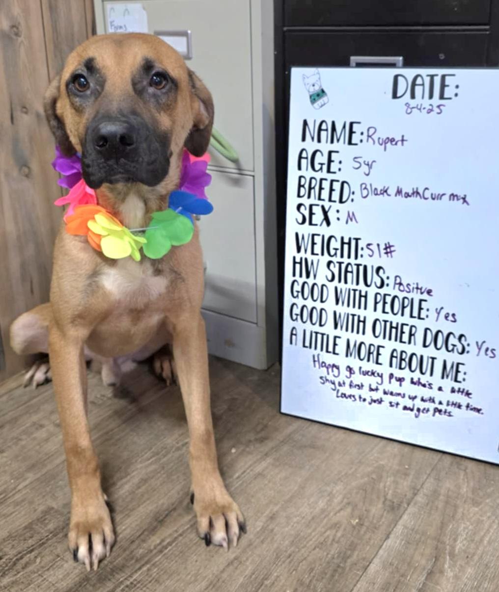 Enlarge Rupert, a Adoptable mixed breed in Camden, AR image 1/1