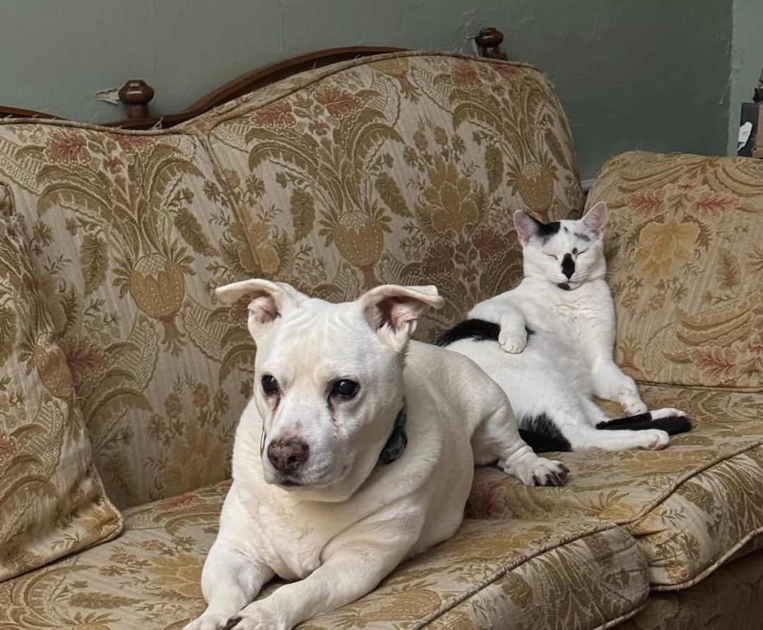 Enlarge Louise, a Adoptable Domestic Short Hair in Philadelphia, PA image 7/7