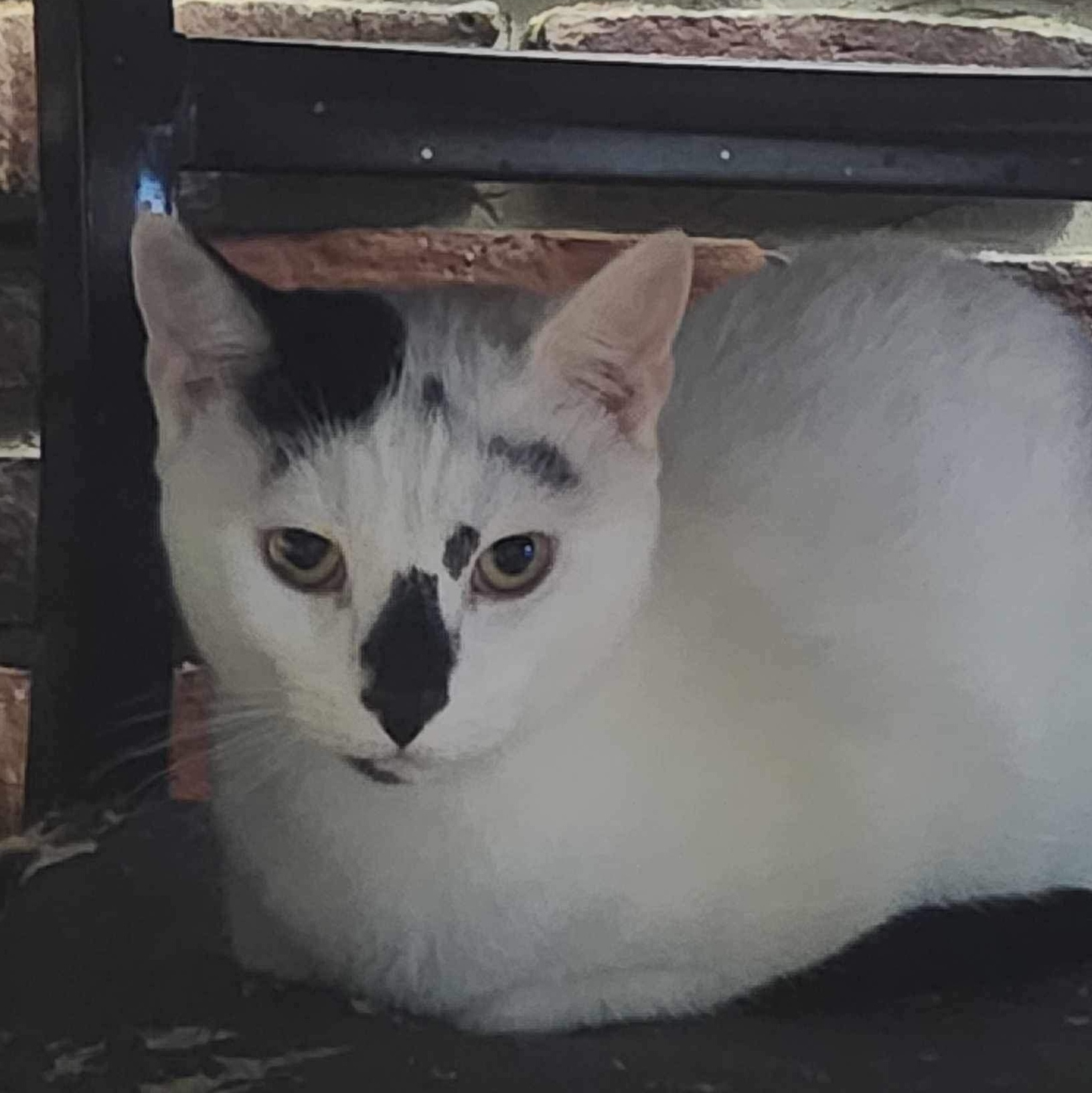 Louise, Adoptable, Adult Female Domestic Short Hair.