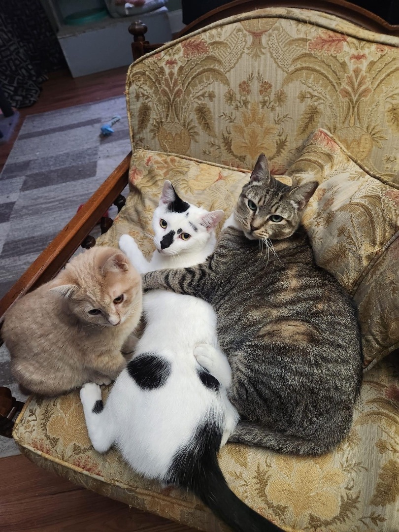 Louise, a Adoptable Domestic Short Hair in Philadelphia, PA image 6/7