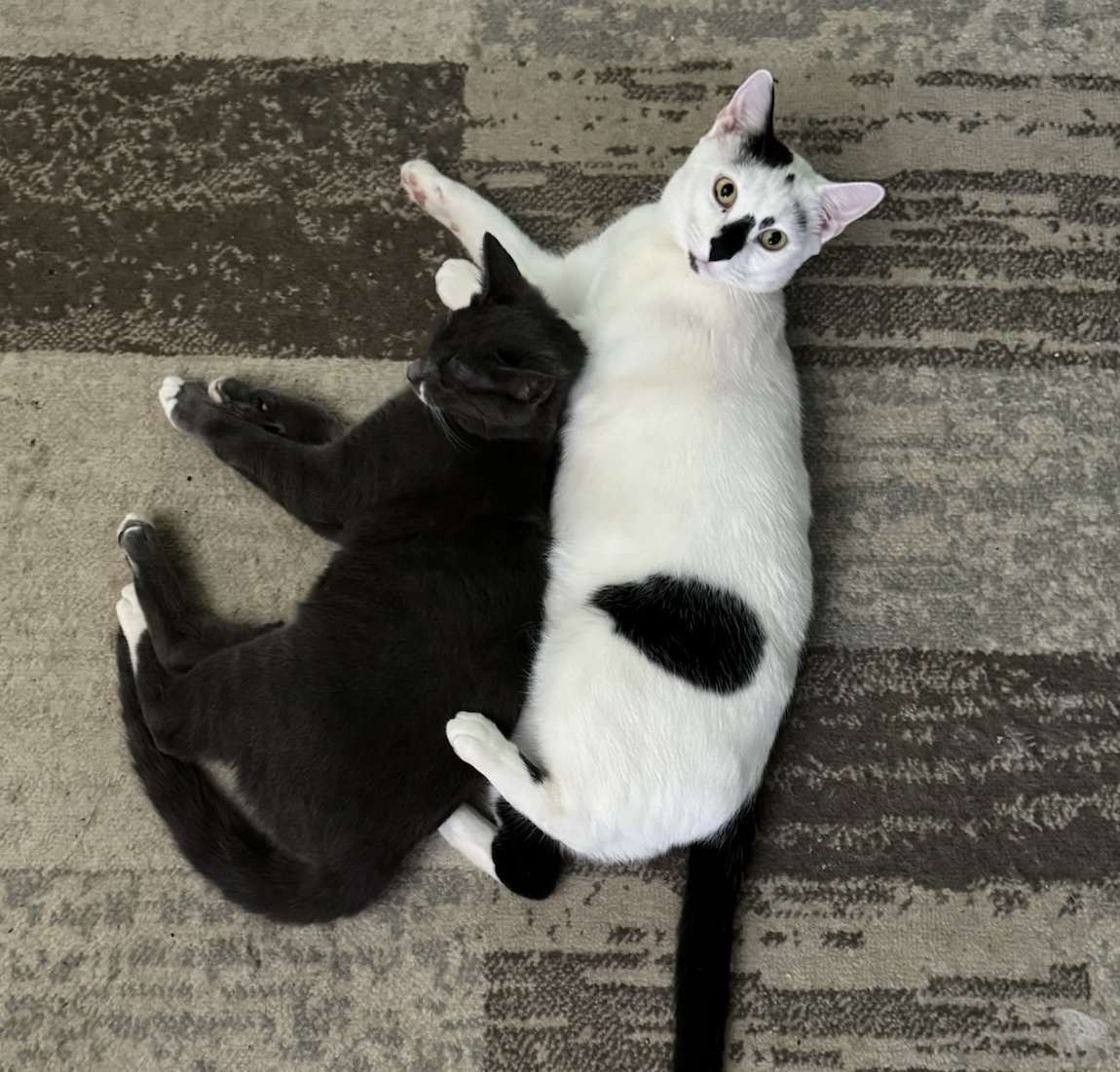 Louise, a Adoptable Domestic Short Hair in Philadelphia, PA image 2/7