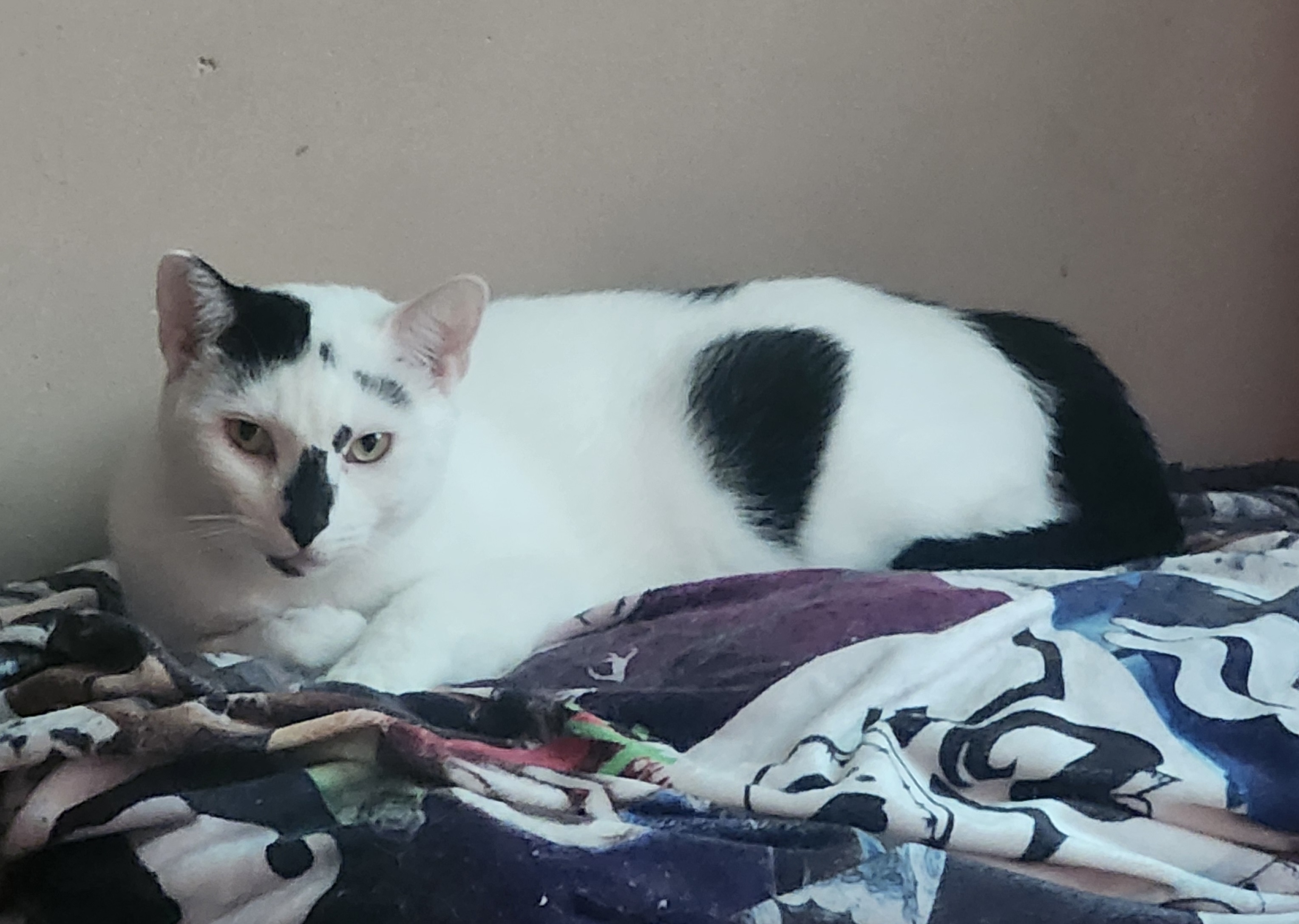 Louise, a Adoptable Domestic Short Hair in Philadelphia, PA image 3/7