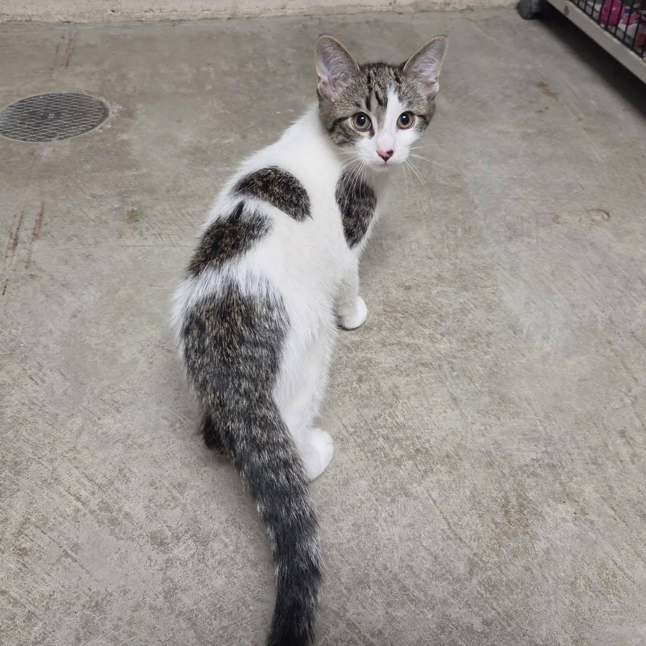 Mombie, an adopted Domestic Short Hair in Chilton, WI image 2/6