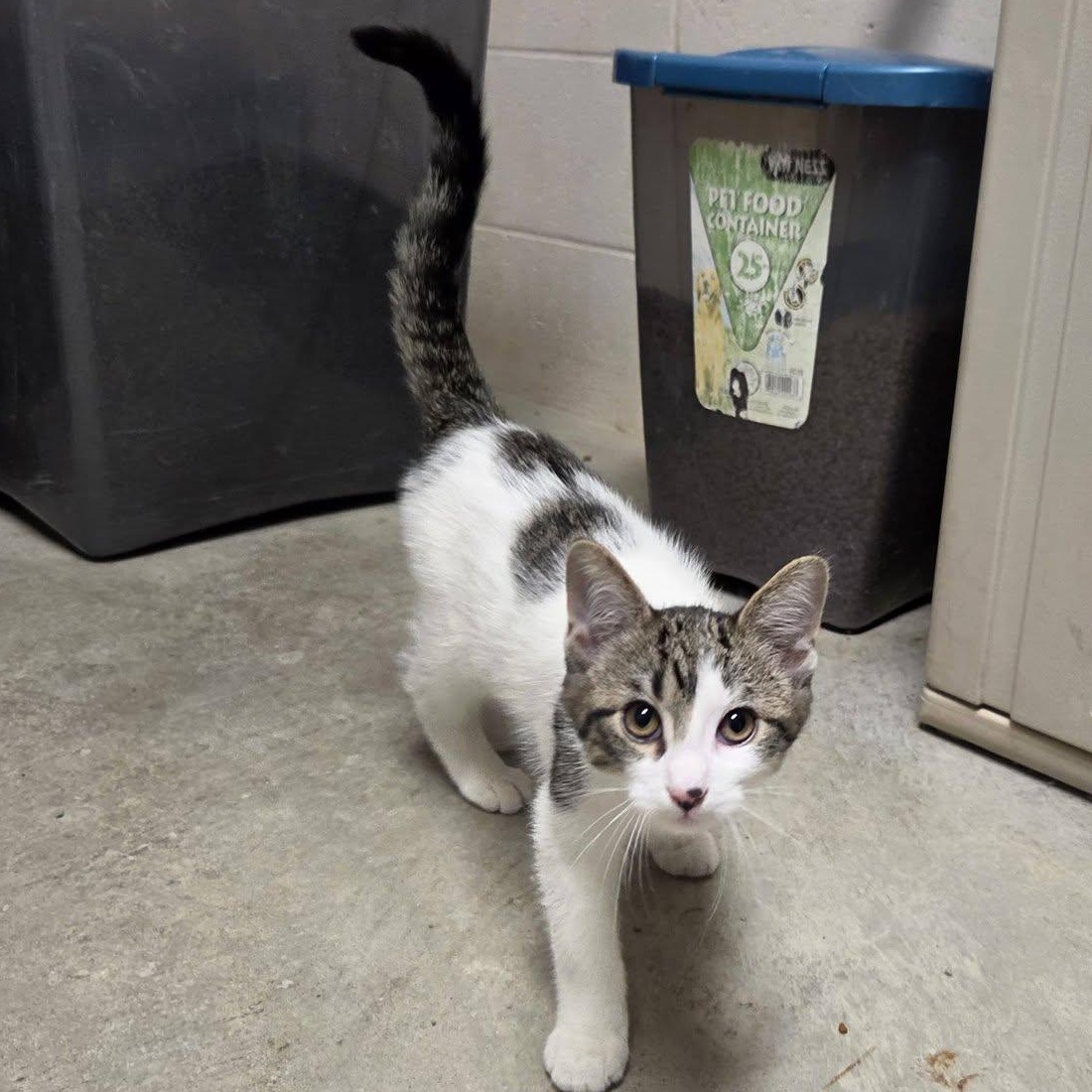 Mombie, an adopted Domestic Short Hair in Chilton, WI image 5/6