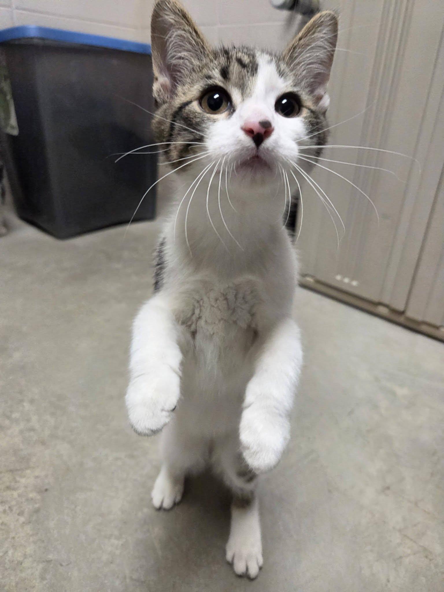 Mombie, an adopted Domestic Short Hair in Chilton, WI image 4/6