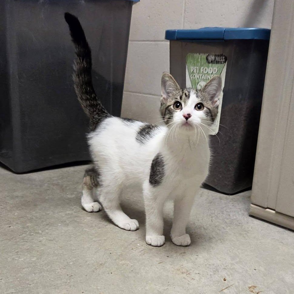 Mombie, an adopted Domestic Short Hair in Chilton, WI image 6/6