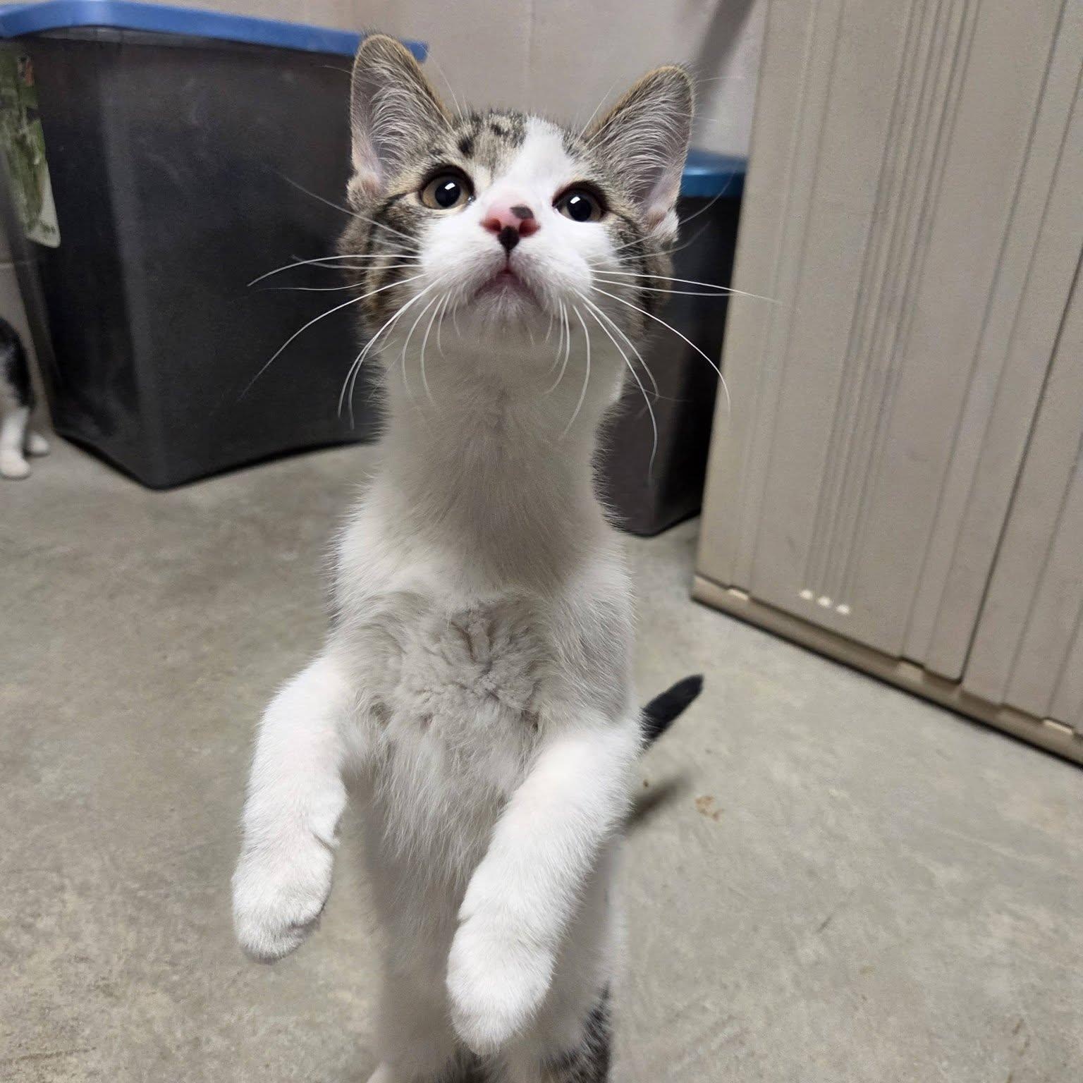 Mombie, an adopted Domestic Short Hair in Chilton, WI image 3/6
