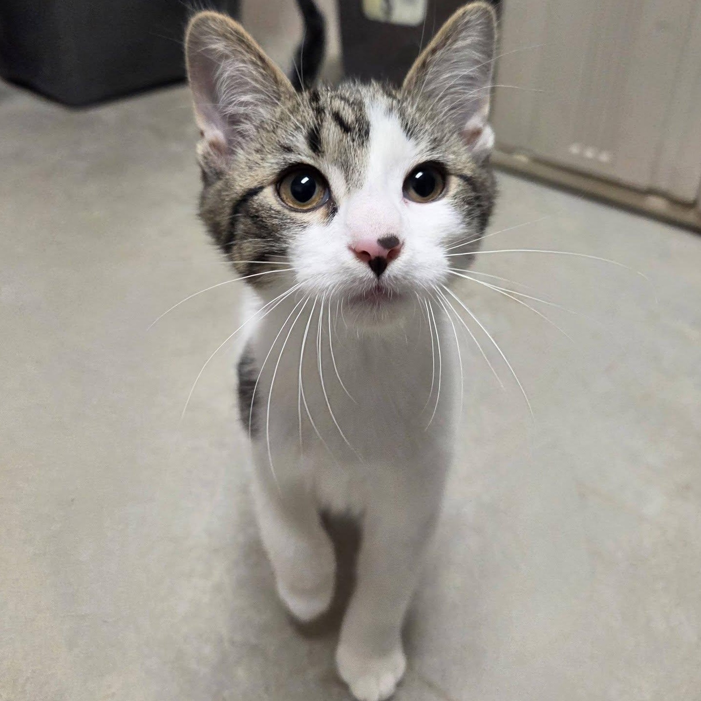 Mombie, adopted, Kitten Male Domestic Short Hair.