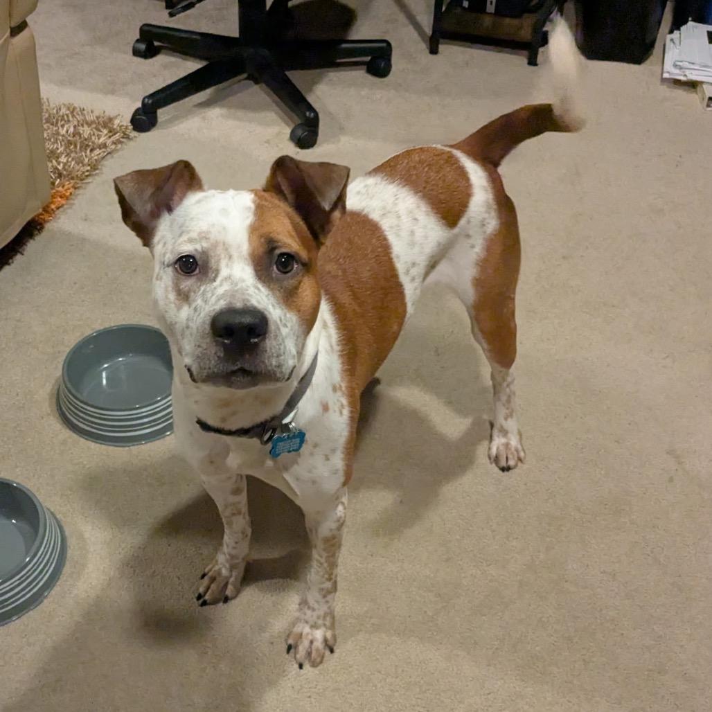 Charlie (Liver), Adoptable, Adult Male Pit Bull Terrier & Pointer.