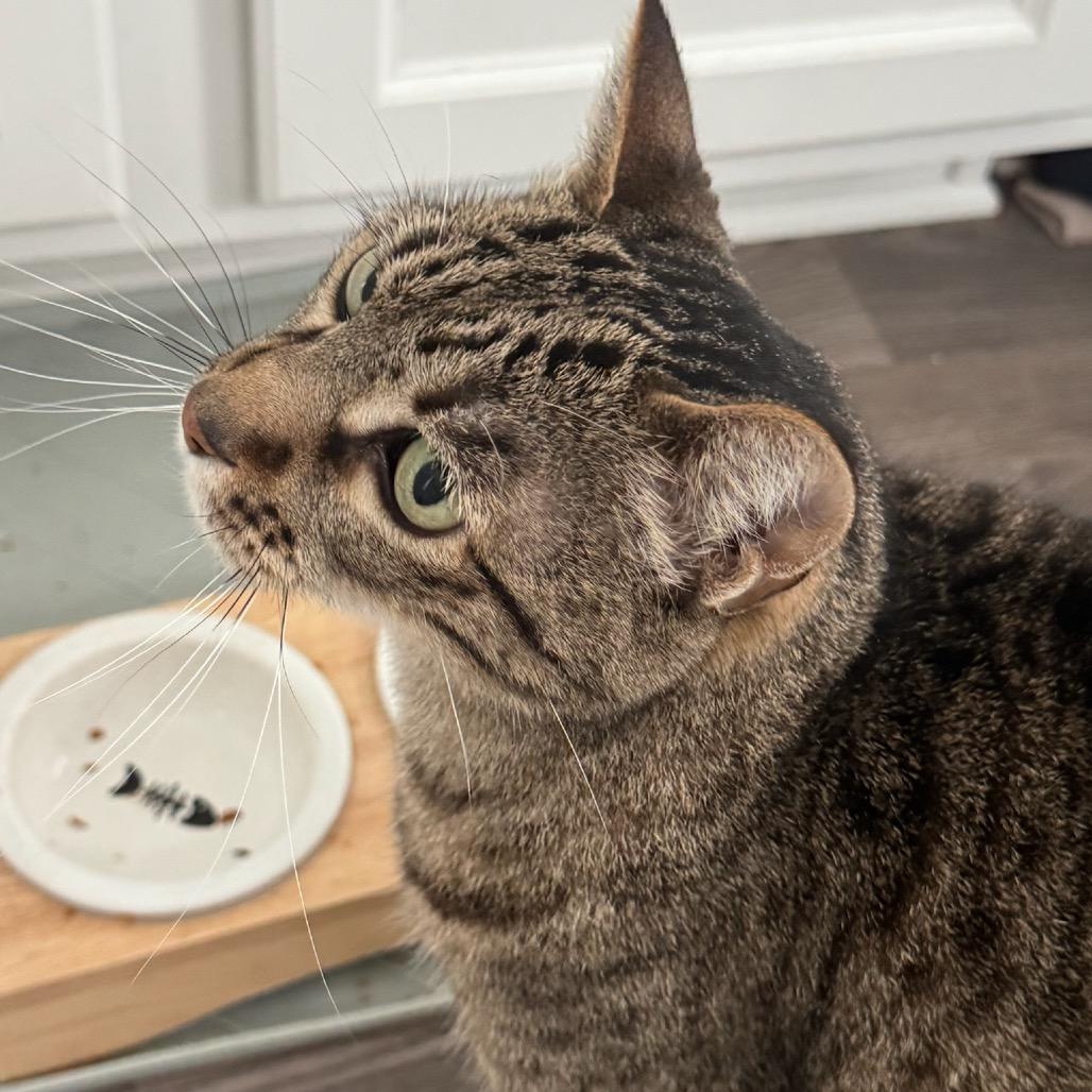 Enlarge Moody, a Adoptable Domestic Short Hair in Katy, TX image 1/5