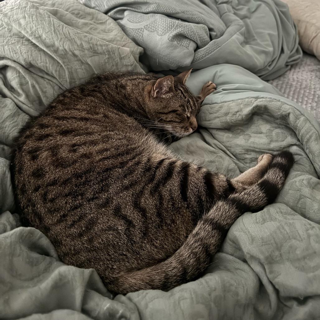 Enlarge Moody, a Adoptable Domestic Short Hair in Katy, TX image 2/5