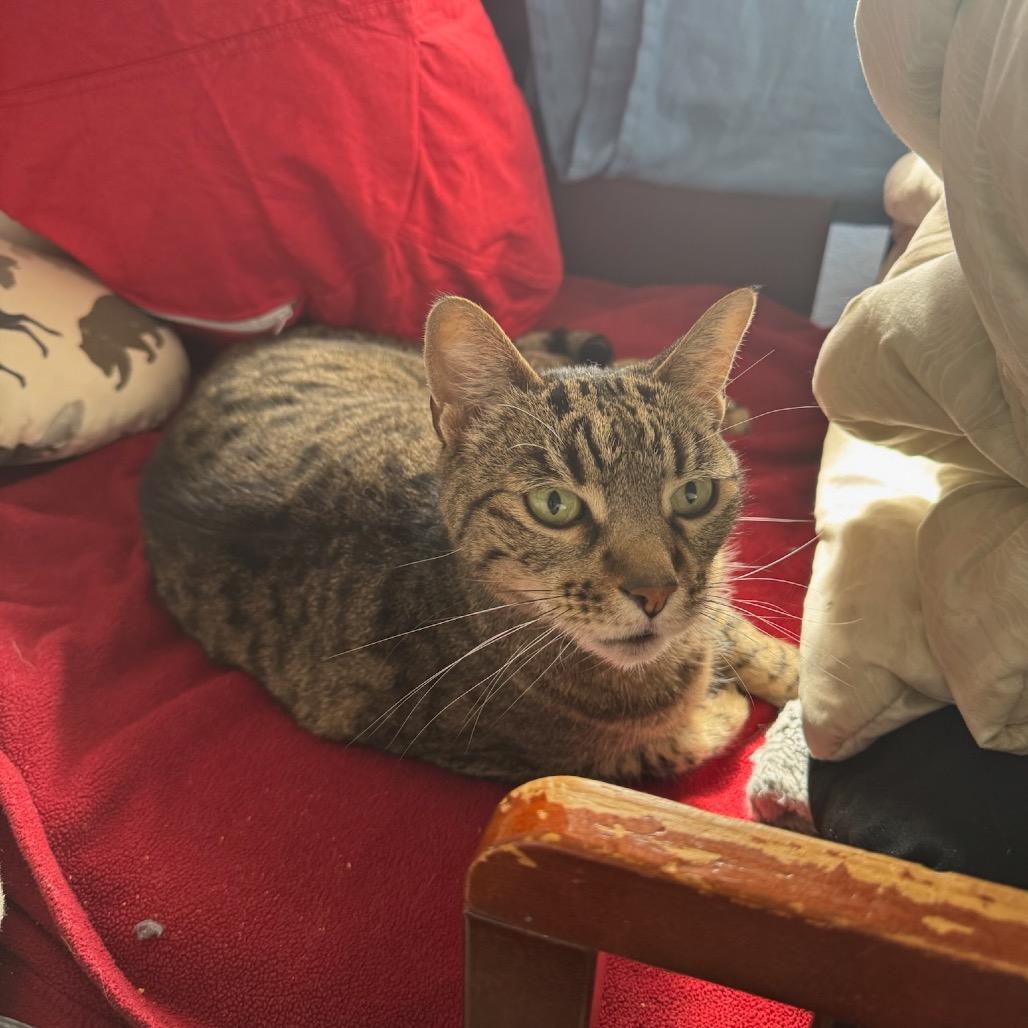 Enlarge Moody, a Adoptable Domestic Short Hair in Katy, TX image 3/5