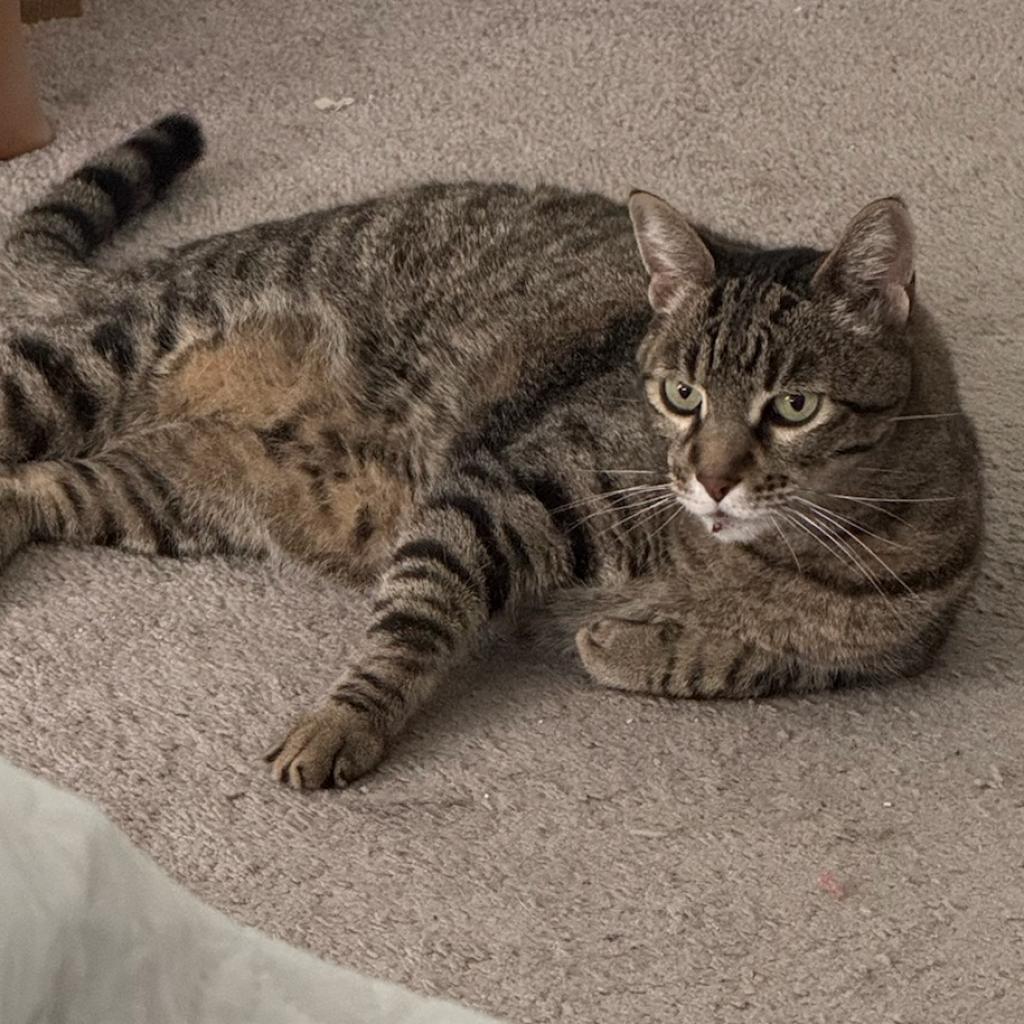 Enlarge Moody, a Adoptable Domestic Short Hair in Katy, TX image 4/5