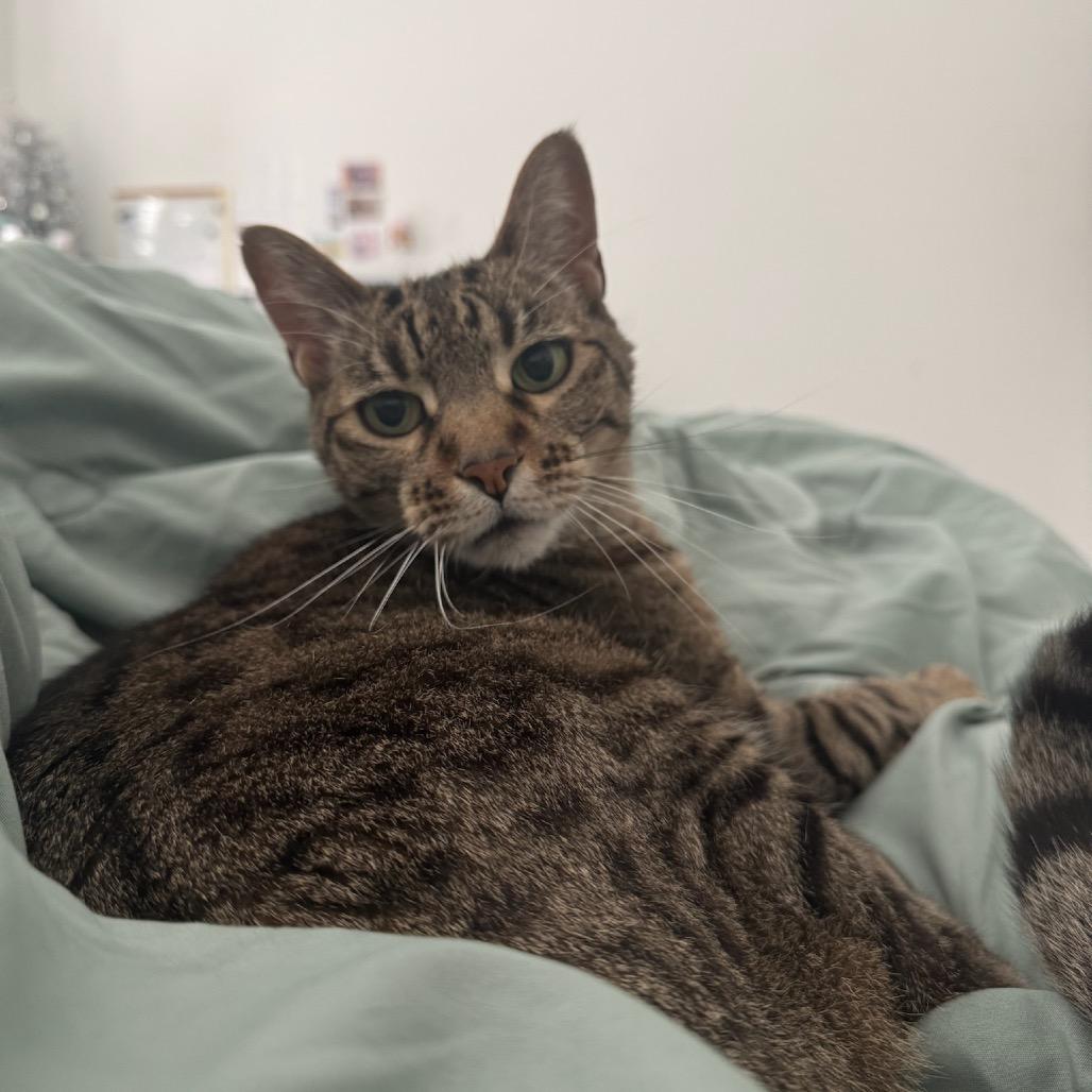 Enlarge Moody, a Adoptable Domestic Short Hair in Katy, TX image 5/5