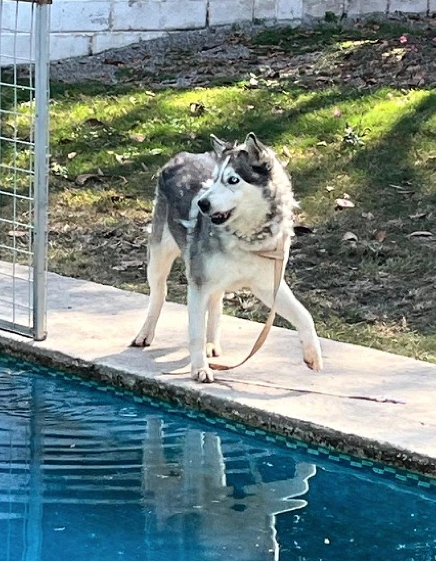 Enlarge Zander, a ADOPTABLE Husky in Calgary, AB image 2/4