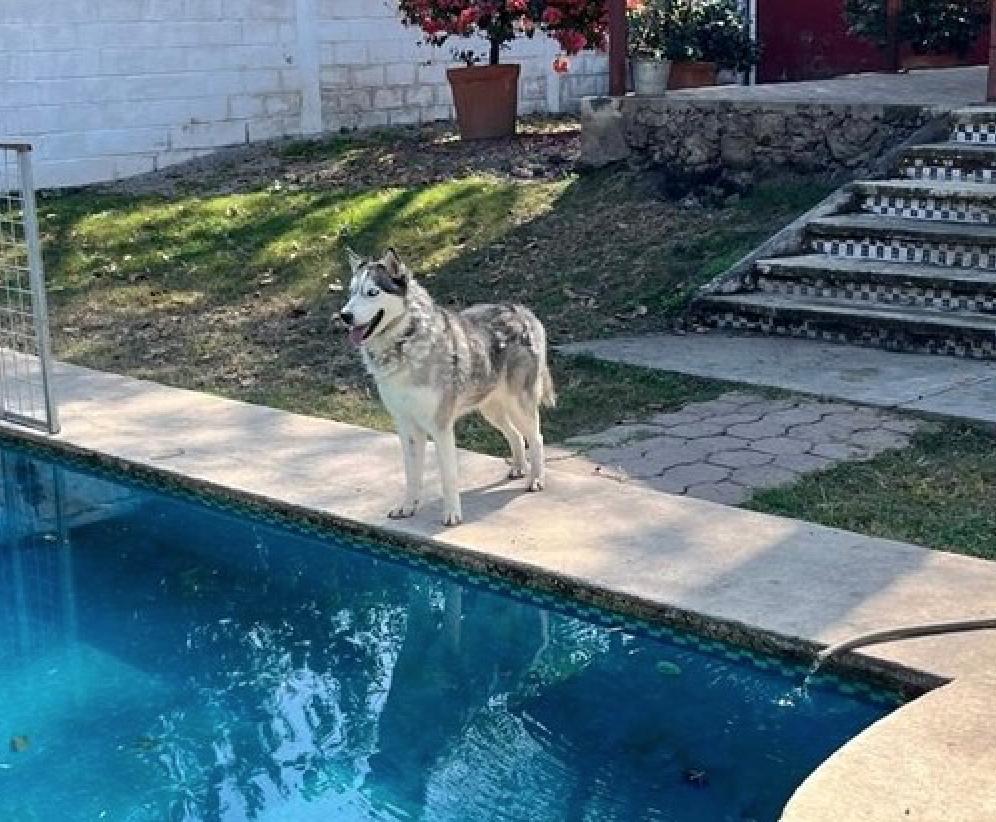 Zander, ADOPTABLE, Adult Male Husky.