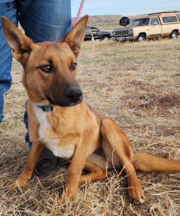 Maisy, an adoptable Shepherd, Australian Kelpie in Riverton, WY, 82501 | Photo Image 3