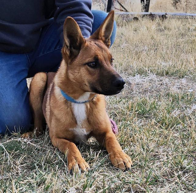 Maisy, an adoptable Shepherd, Australian Kelpie in Riverton, WY, 82501 | Photo Image 1