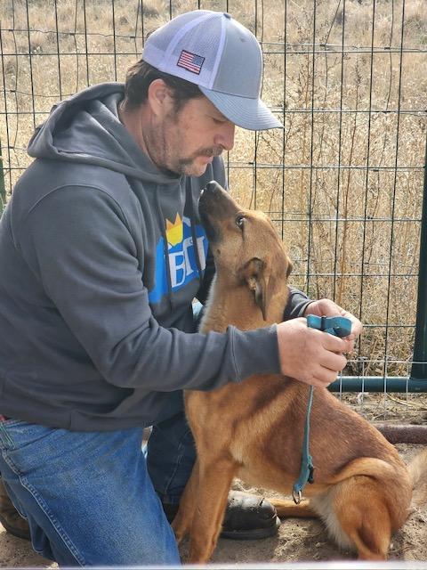 Maisy, an adoptable Shepherd, Australian Kelpie in Riverton, WY, 82501 | Photo Image 4