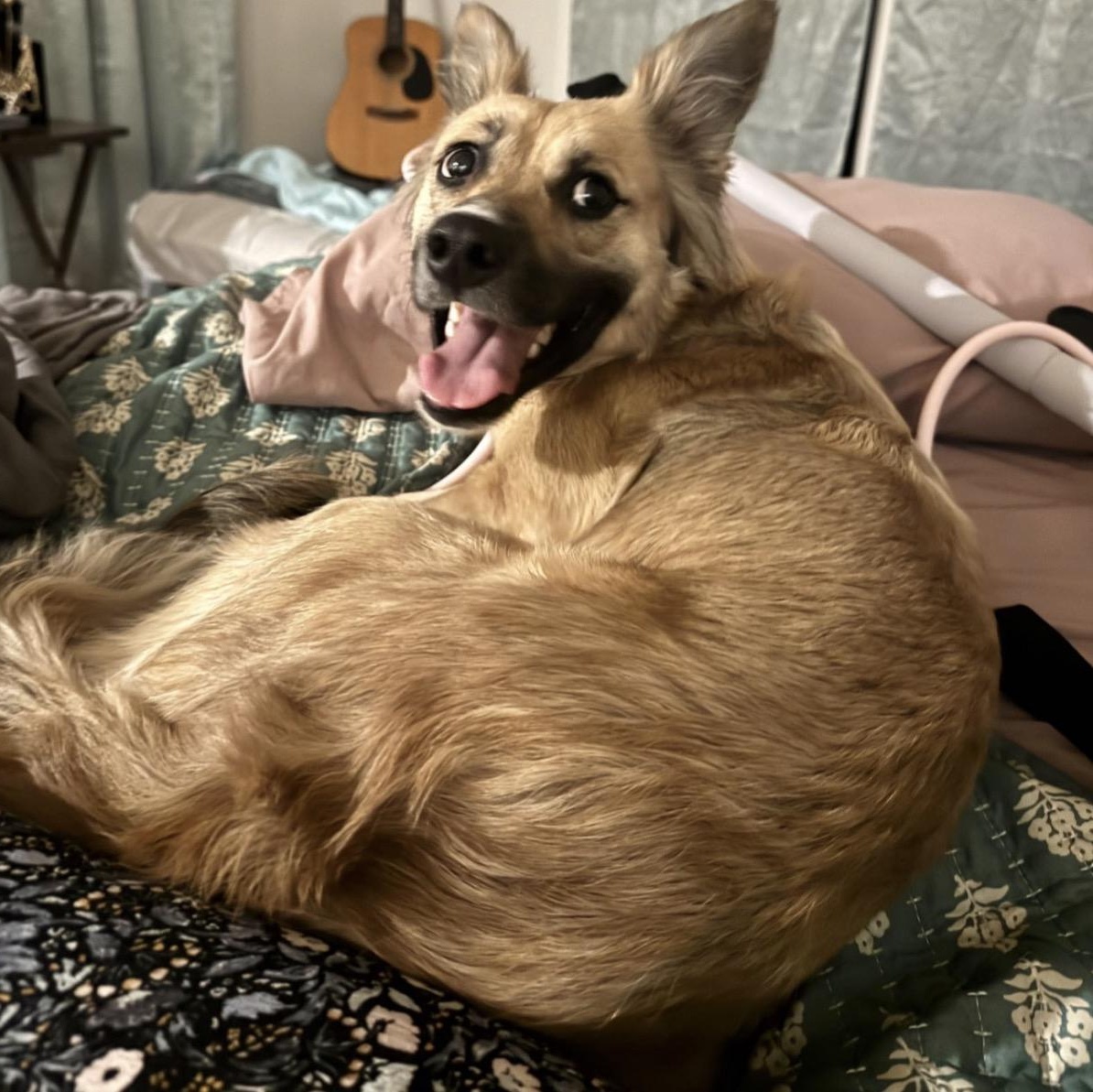 Millie, Adoptable, Adult Female Retriever.